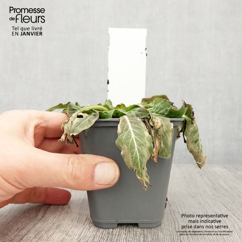 Amostra de Oenothera glazioviana - Onagre de Lamarck Vaso de 8/9 cm tal como entregue no inverno