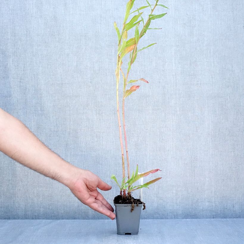 Amostra de Oenothera glazioviana Vaso de 8/9 cm tal como entregue no verão