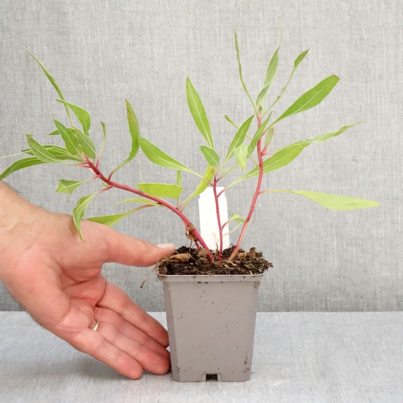 Amostra de Oenothera missouriensis Vaso de 7/8 cm tal como entregue no outono
