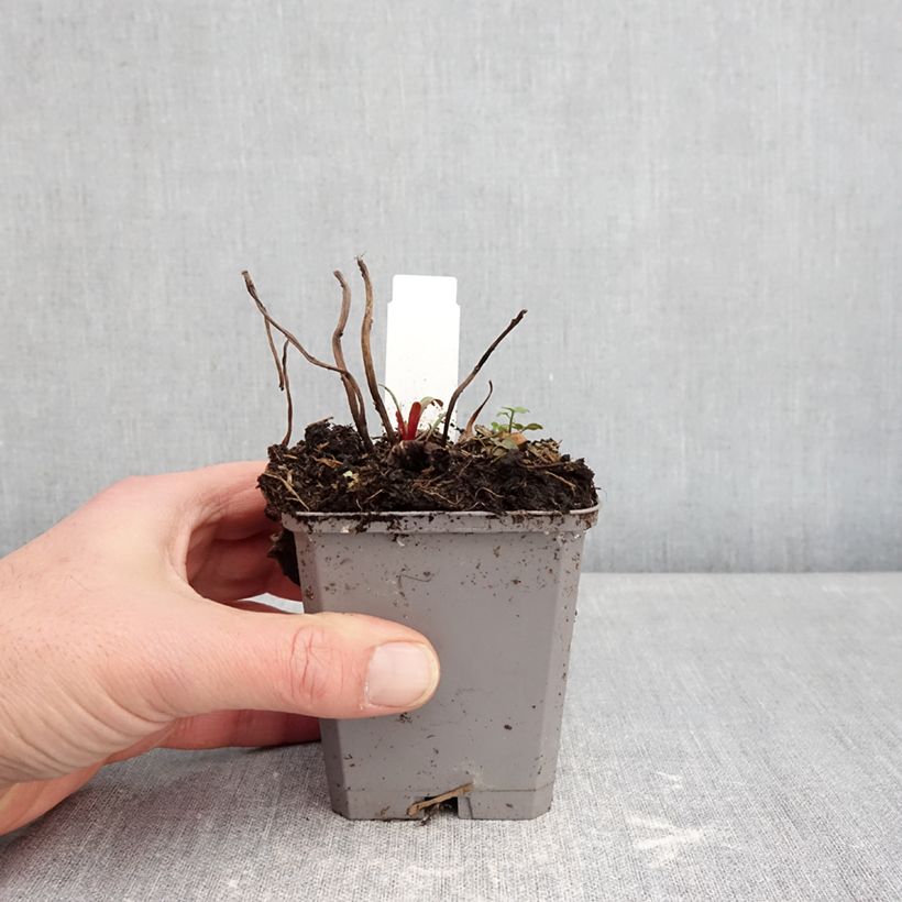 Amostra de Oenothera missouriensis - Onagre du Missouri Vaso de 7/8 cm tal como entregue no inverno