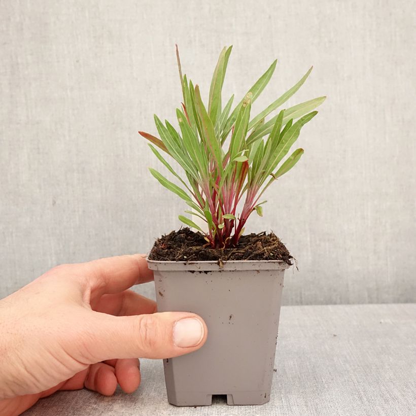 Amostra de Oenothera missouriensis Vaso de 7/8 cm tal como entregue na primavera