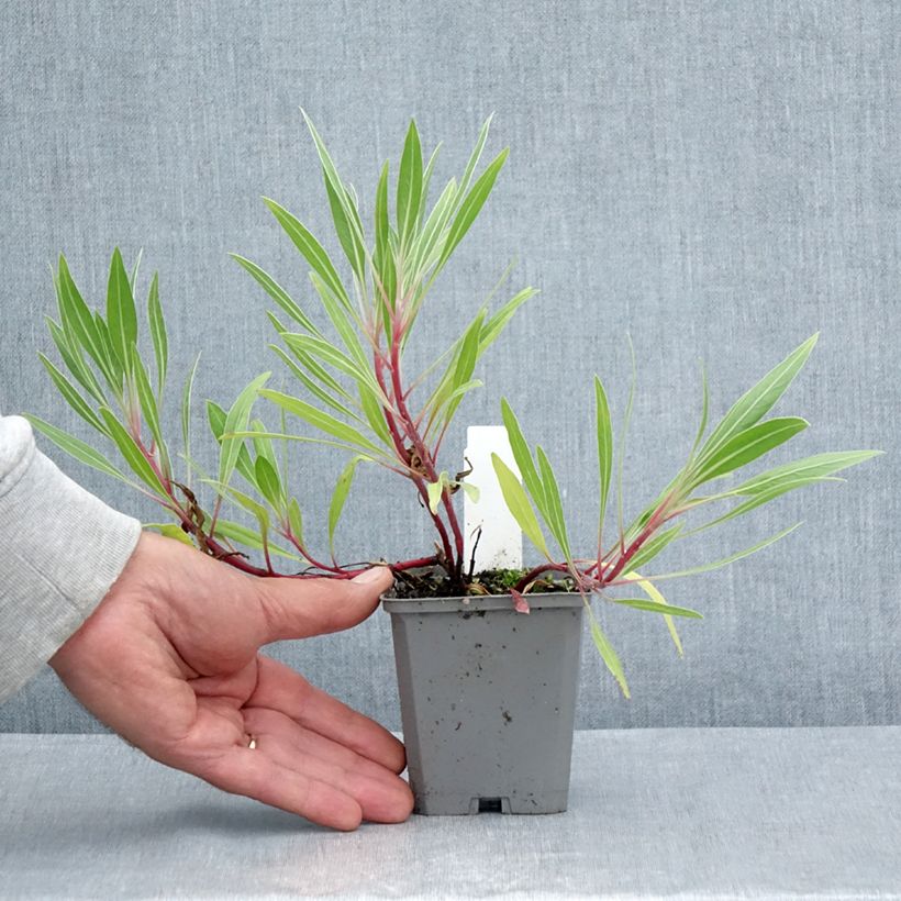Amostra de Oenothera missouriensis Vaso de 7/8 cm tal como entregue no verão