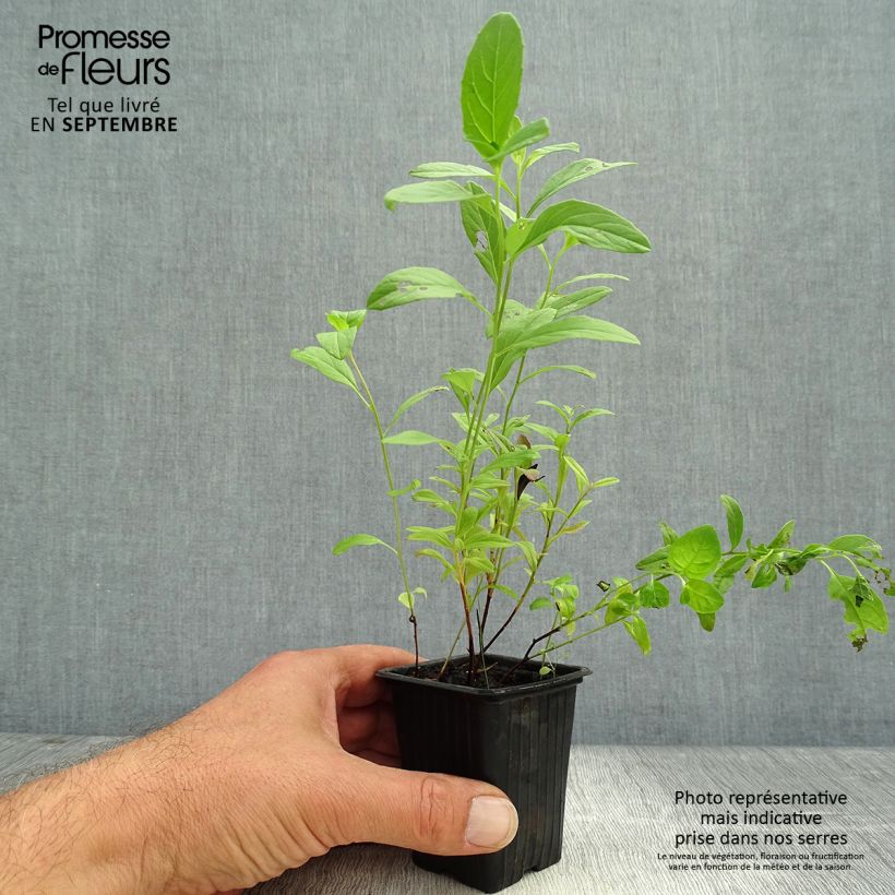 Amostra de Oenothera speciosa Vaso de 7/8 cm tal como entregue no outono