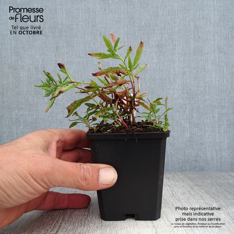 Amostra de Oenothera speciosa Siskiyou Vaso de 8/9 cm tal como entregue no outono