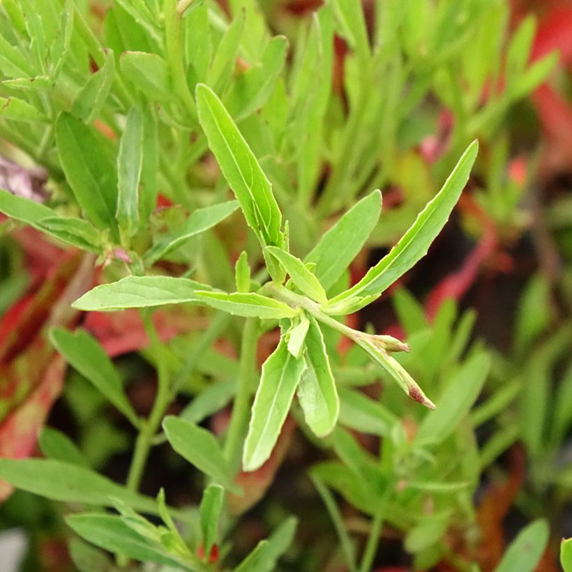 Oenothera speciosa Siskiyou (Folhagem)