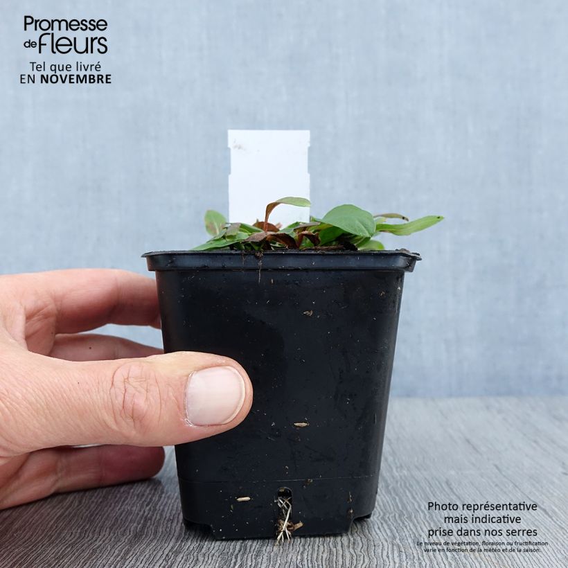 Amostra de Oenothera tetragona Vaso de 8/9 cm tal como entregue no outono
