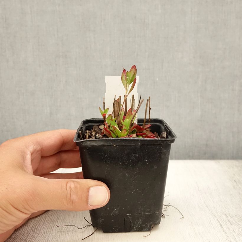Amostra de Oenothera tetragona Vaso de 8/9 cm tal como entregue no verão