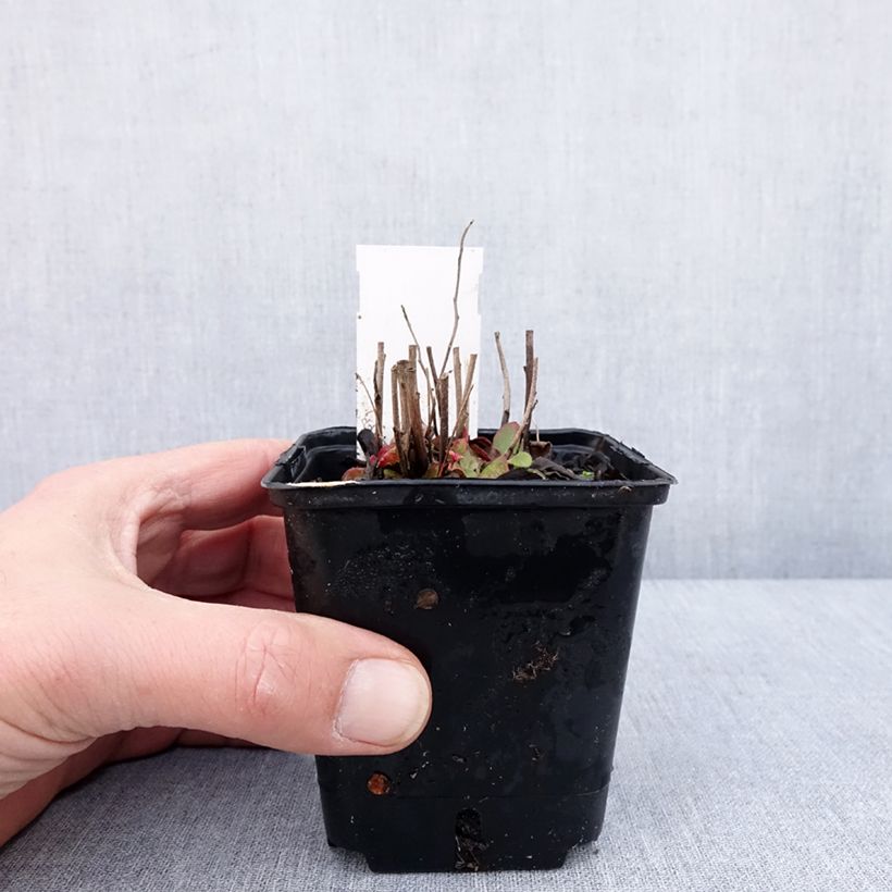 Amostra de Oenothera tetragona - Onagre tétragone Vaso de 8/9 cm tal como entregue no inverno