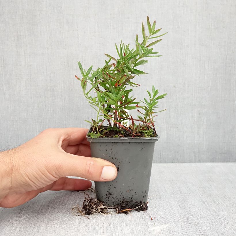 Amostra de Oenothera speciosa Twilight Vaso de 8/9 cm tal como entregue no outono