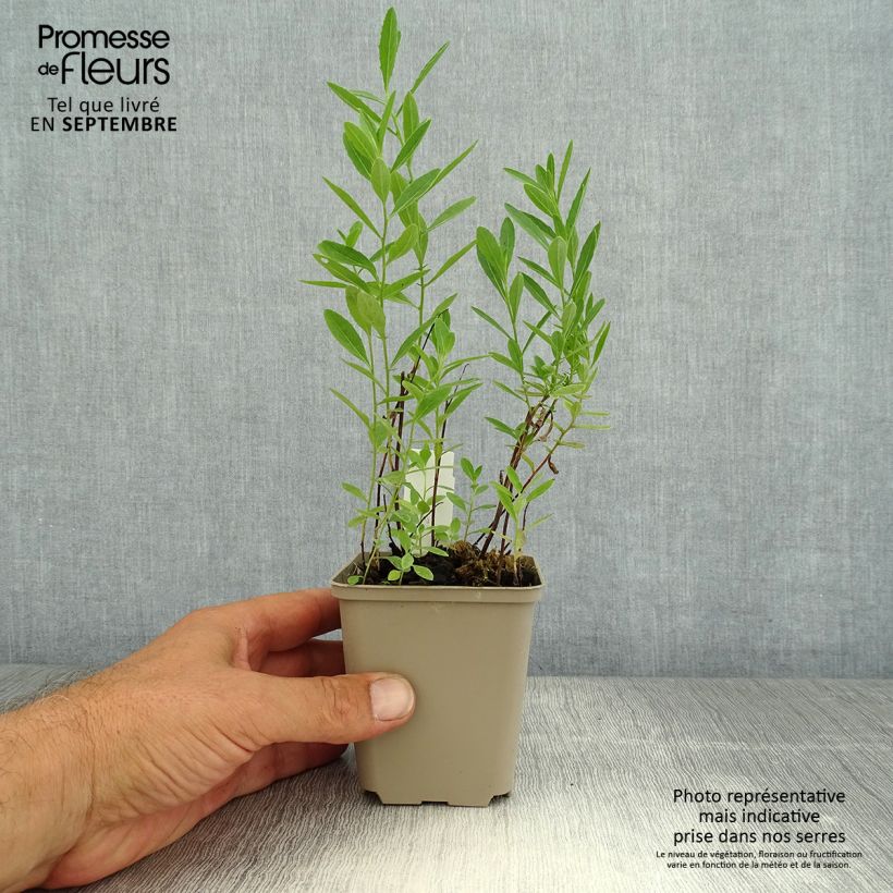 Amostra de Oenothera speciosa Twilight Vaso de 8/9 cm tal como entregue no verão