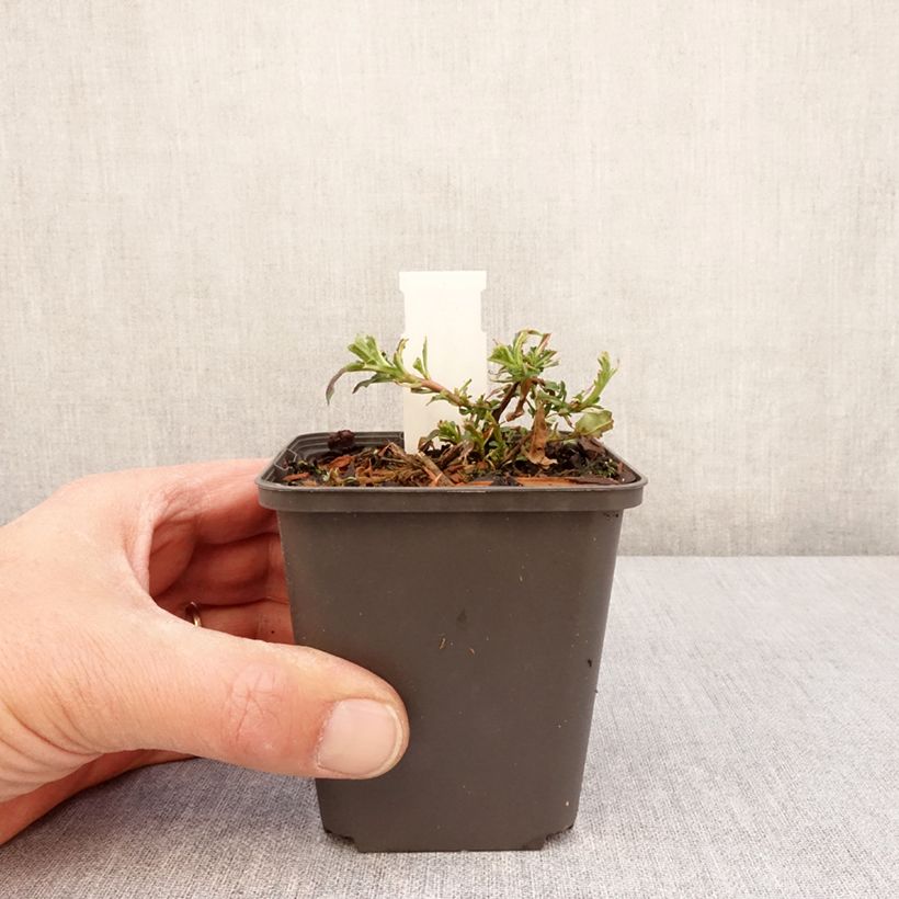 Amostra de Oenothera speciosa Twilight Vaso de 8/9 cm tal como entregue na primavera