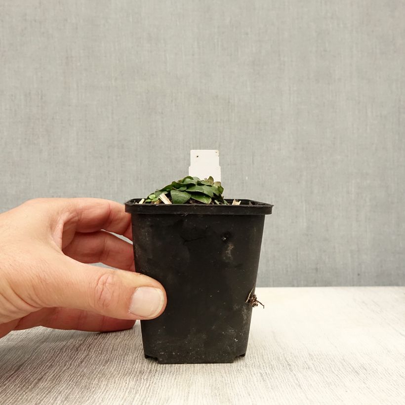 Amostra de Oenothera fruticosa Michelle Ploeger Vaso de 8/9 cm tal como entregue no outono