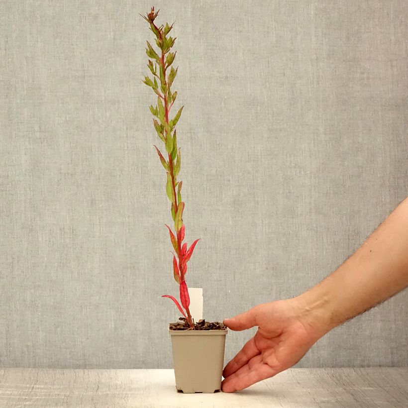 Amostra de Oenothera fruticosa Michelle Ploeger Vaso de 8/9 cm tal como entregue no verão