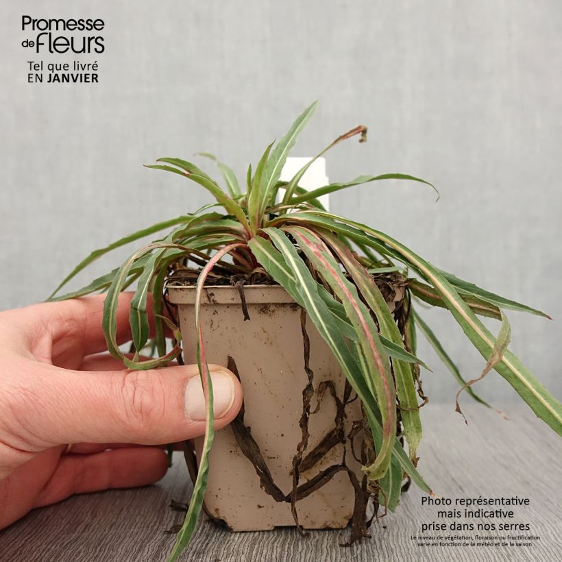 Amostra de Oenothère, Oenothera stricta Sulphurea Godet de 8/9 cm tal como entregue no inverno