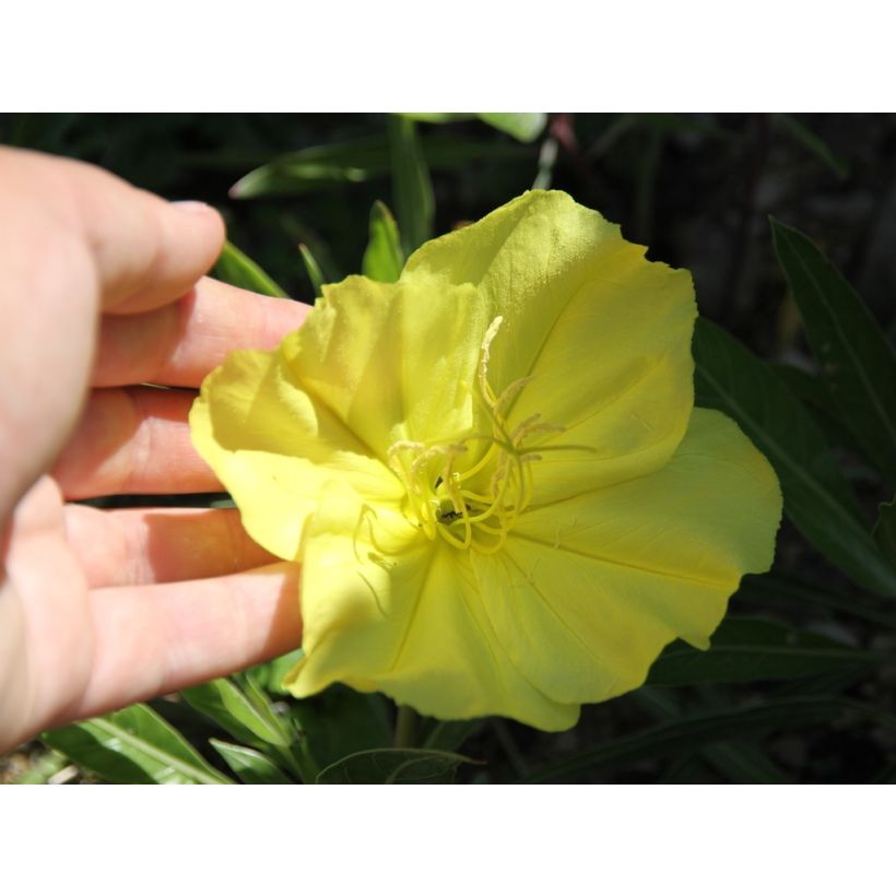 Oenothera missouriensis (Floração)