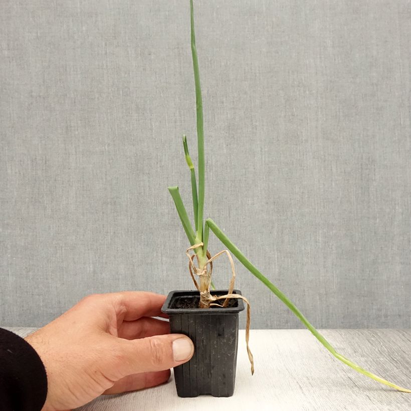 Amostra de Oignon rocambole - Allium cepa proliferum - Oignon d'Egypte Godet de 7/8 cm tal como entregue no verão