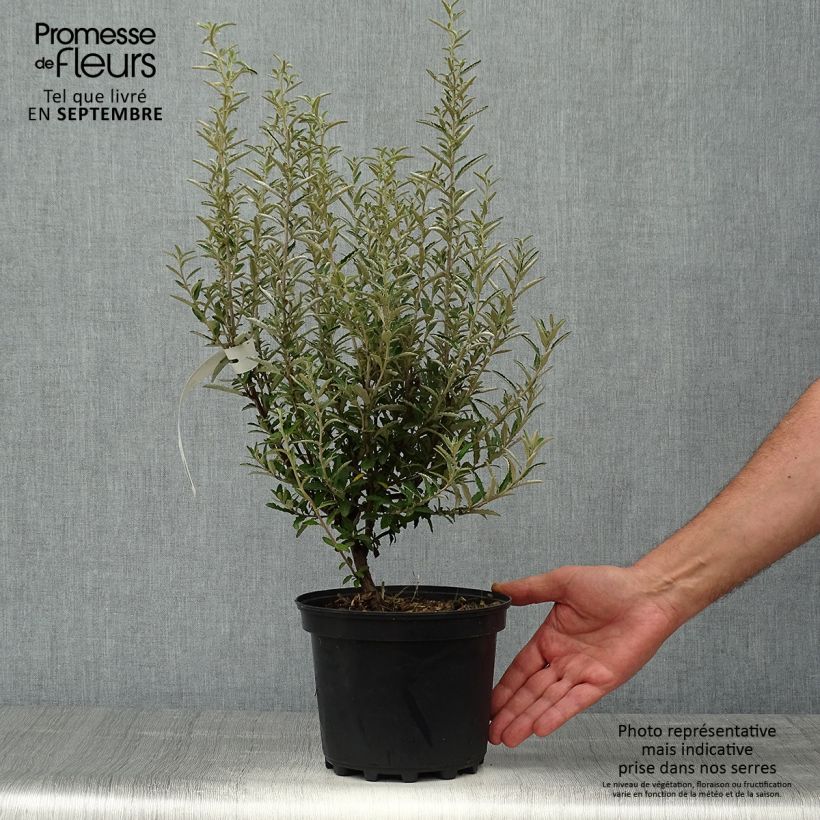 Amostra de Olearia × scilloniensis Vaso de 3 L/4 L tal como entregue no outono