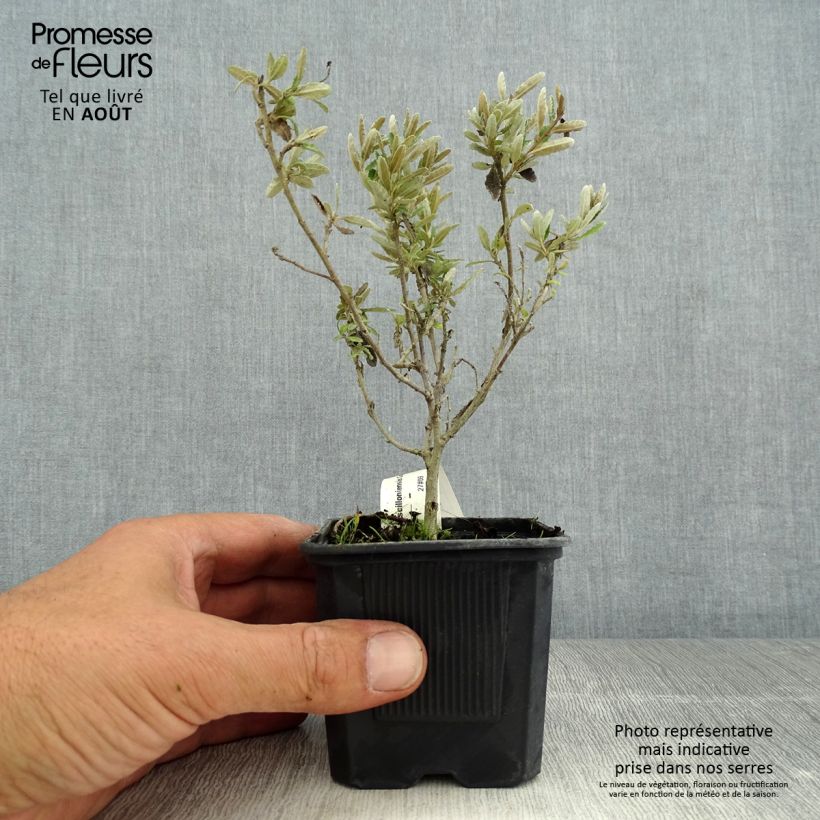 Amostra de Olearia × scilloniensis Compacta Vaso de 8/9 cm tal como entregue no verão
