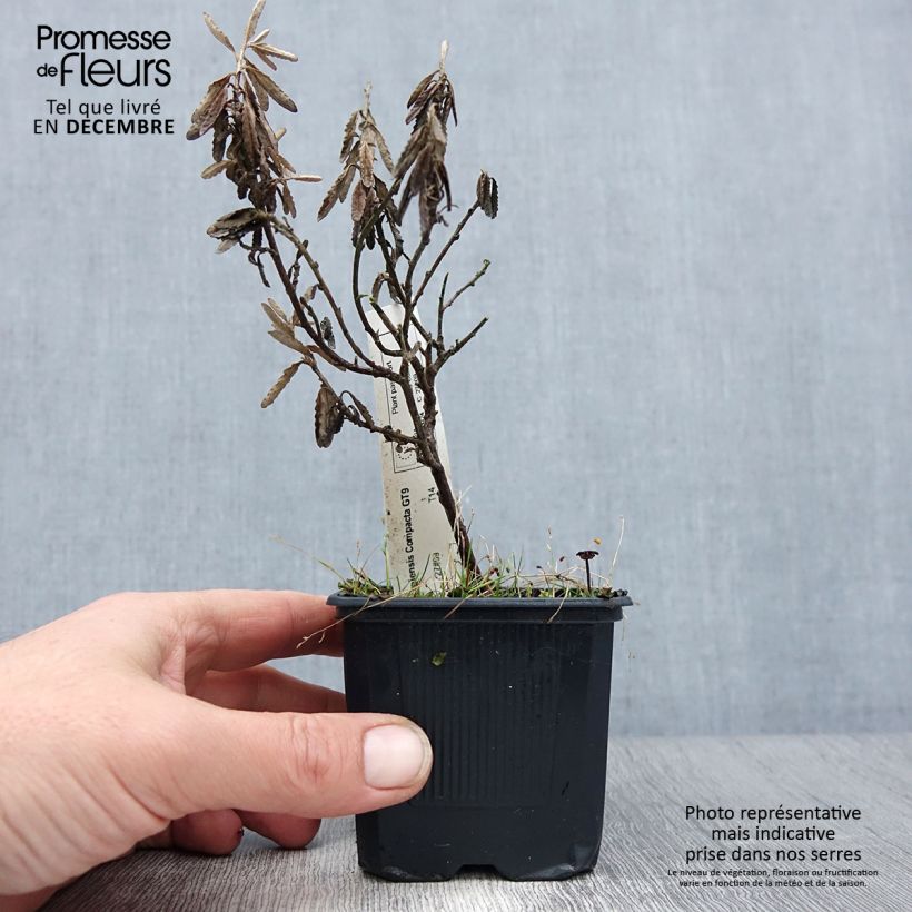 Amostra de Olearia x scilloniensis Compacta - Aster en arbre Vaso de 8/9 cm tal como entregue no inverno