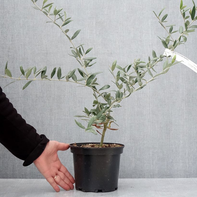 Amostra de Olivier Aglandau - Olea europaea Pot de 3L/4L, Touffe tal como entregue no inverno