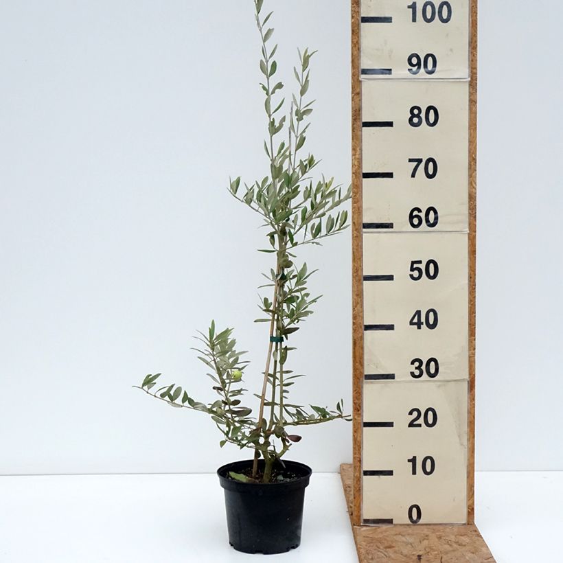 Amostra de Oliveira Aglandau - Olea europaea Vaso de 4 L/5 L tal como entregue no outono