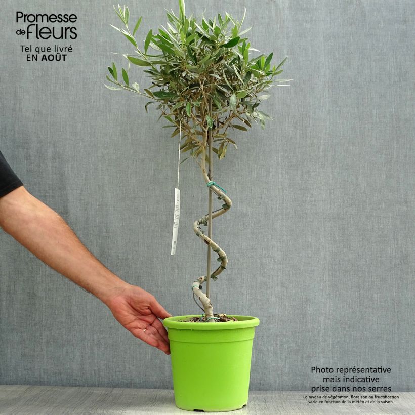 Amostra de Olea europaea - Oliveira num caule Vaso de 4 L/5 L, Haste tal como entregue no verão