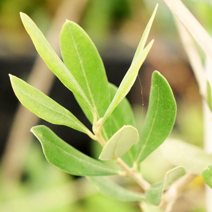 Oliveira Frantoio - Olea europaea (Folhagem)