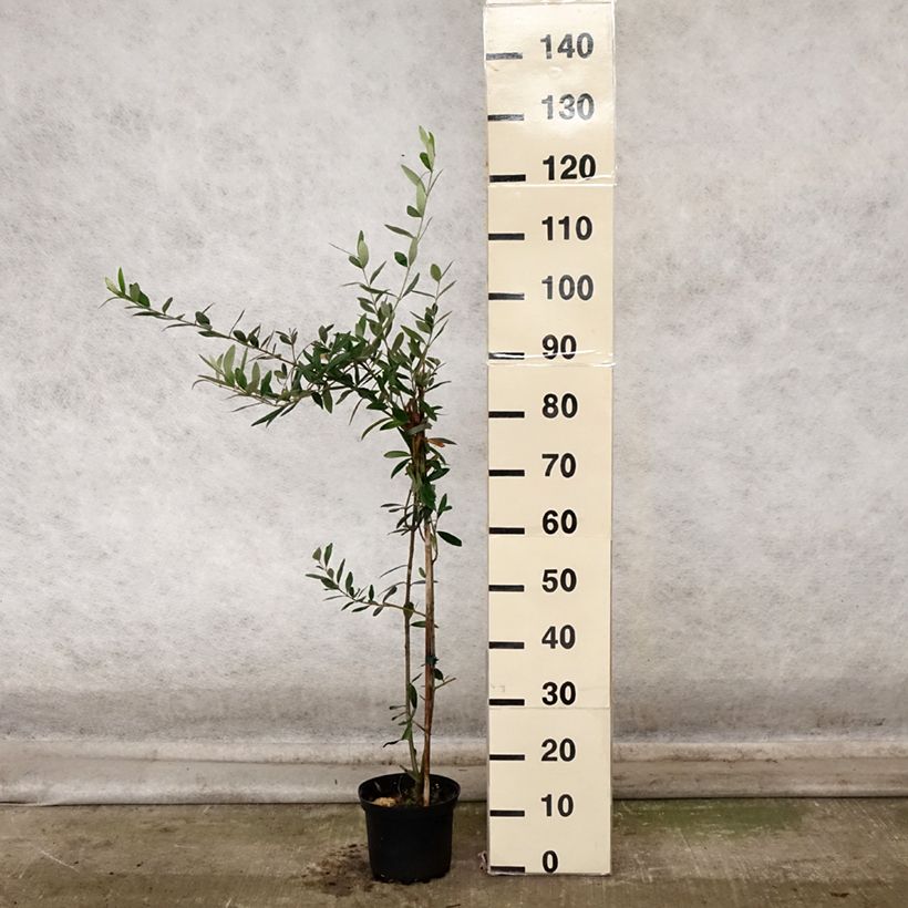 Amostra de Oliveira Frantoio - Olea europaea Vaso de 3 L/4 L tal como entregue no outono