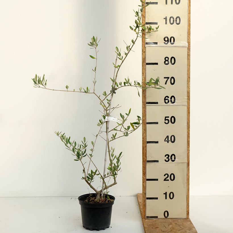 Amostra de Oliveira Frantoio - Olea europaea Vaso de 3 L/4 L tal como entregue no verão