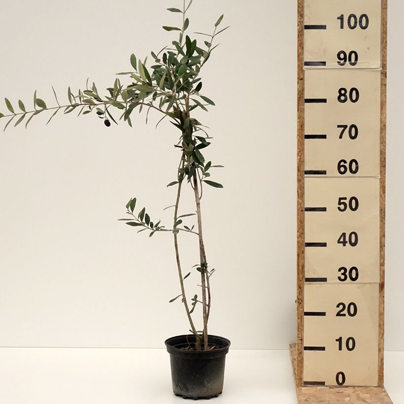 Amostra de Olivier Frantoio - Olea europaea Pot de 3L/4L tal como entregue no inverno