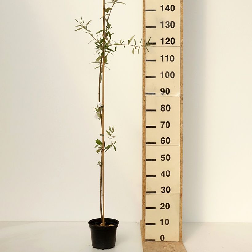 Amostra de Oliveira Frantoio - Olea europaea Vaso de 3 L/4 L tal como entregue na primavera