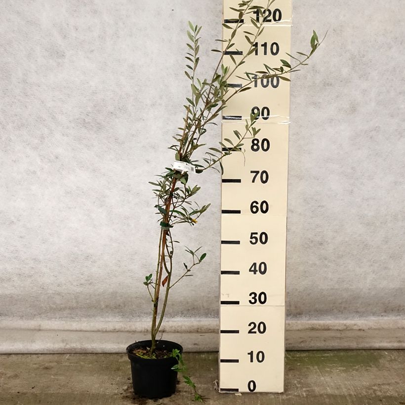 Amostra de Olivier Grossanne - Olea europaea Pot de 3L/4L tal como entregue no outono