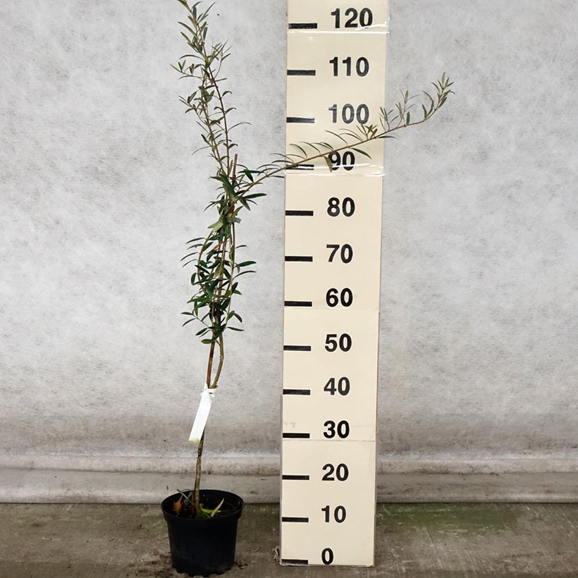 Amostra de Oliveira Lucques - Olea europaea Vaso de 3 L/4 L, Tufo tal como entregue no outono