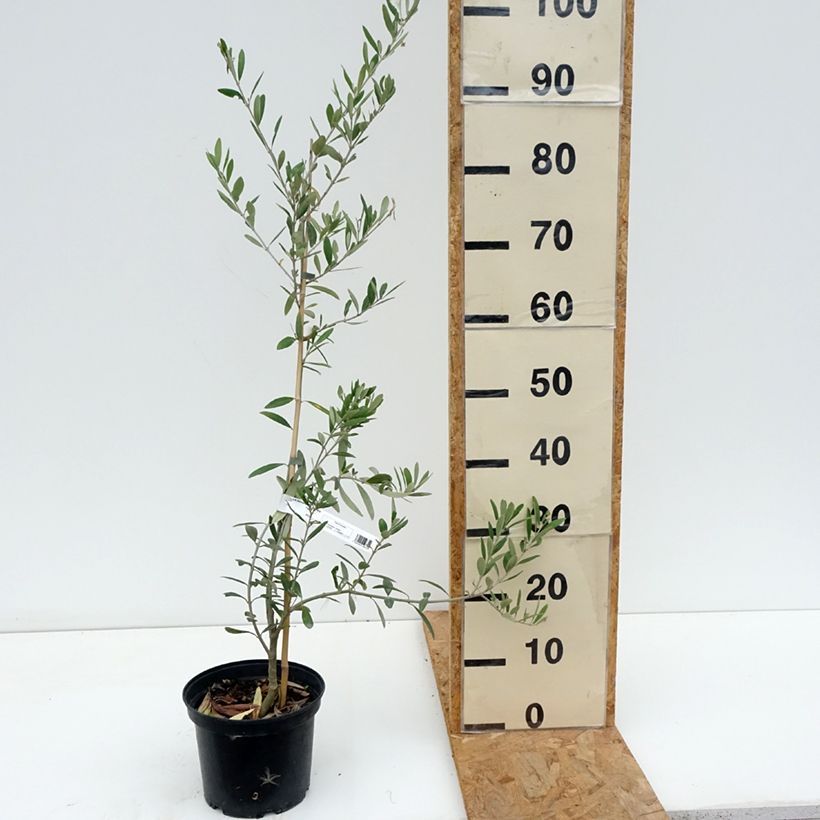 Amostra de Oliveira Lucques - Olea europaea Vaso de 3 L/4 L, Tufo tal como entregue no verão