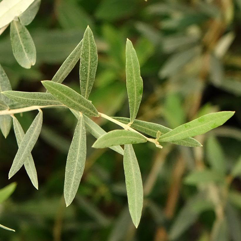 Oliveira Lucques - Olea europaea (Folhagem)