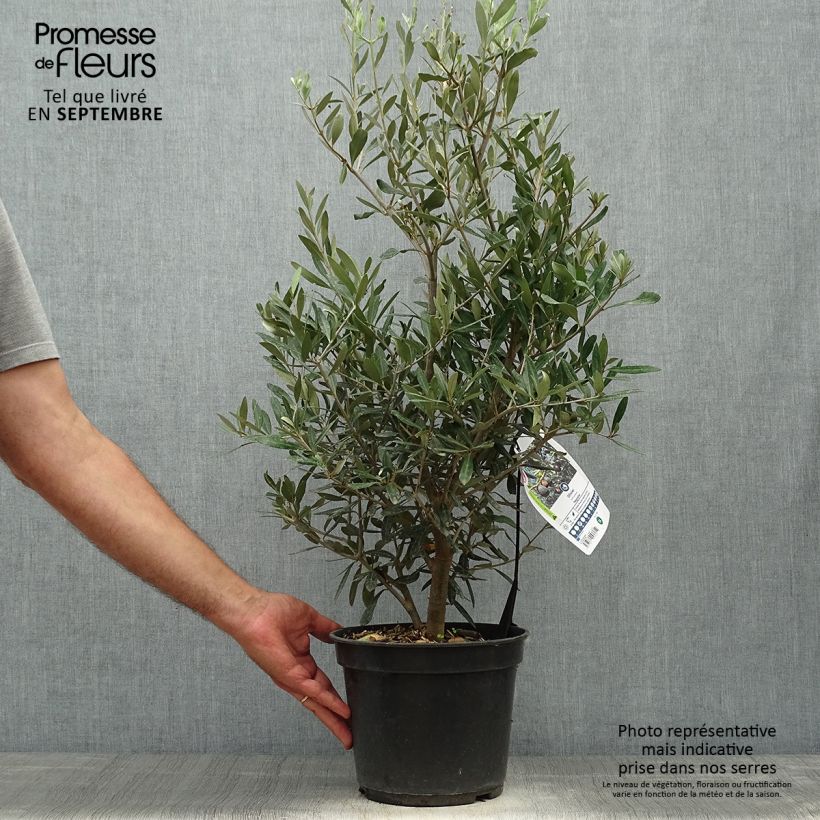 Amostra de Oliveira Negrette - Olea europaea Vaso de 4 L/5 L tal como entregue no outono