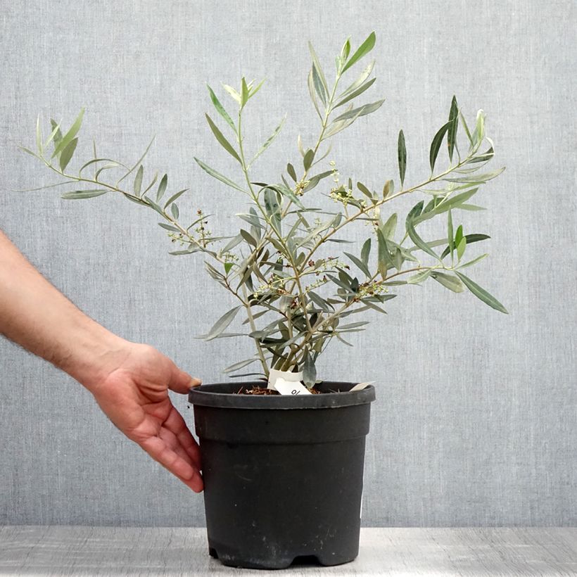 Amostra de Oliveira Negrette - Olea europaea Vaso de 4 L/5 L tal como entregue no verão