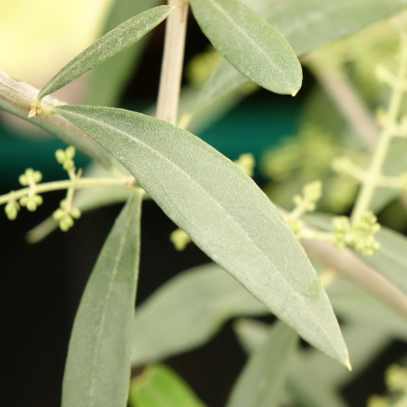 Oliveira Negrette - Olea europaea (Folhagem)