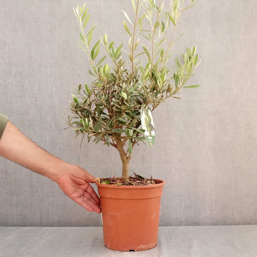 Amostra de Olea europaea - Oliveira Vaso de 2 L/3 L, Arbusto tal como entregue no verão