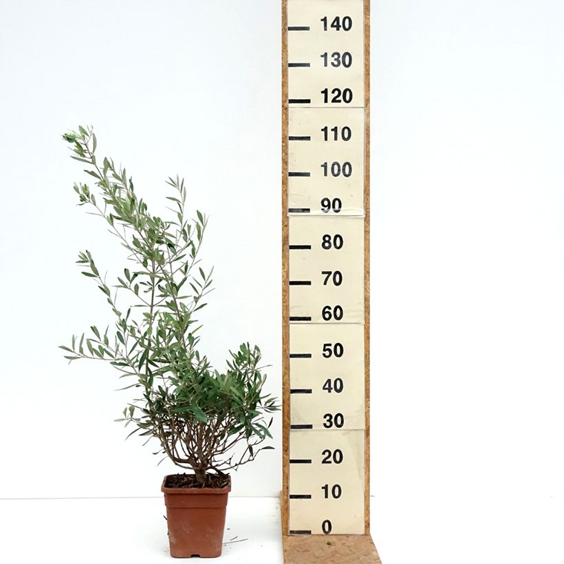 Amostra de Olea europaea - Oliveira Vaso de 2 L/3 L, Arbusto tal como entregue no outono