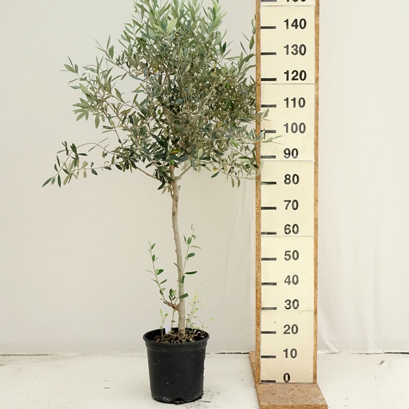 Amostra de Olea europaea - Oliveira Vaso de 7,5 L/10 L, Arbusto tal como entregue no verão