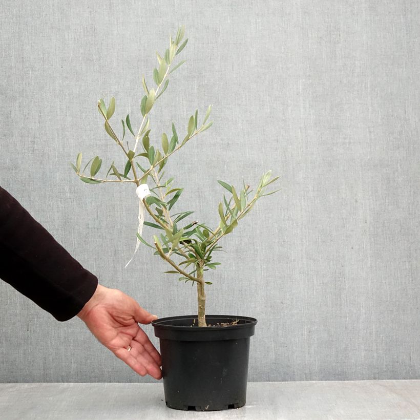 Amostra de Oliveira Picholine - Olea europaea Vaso de 3 L/4 L, Tufo tal como entregue no outono