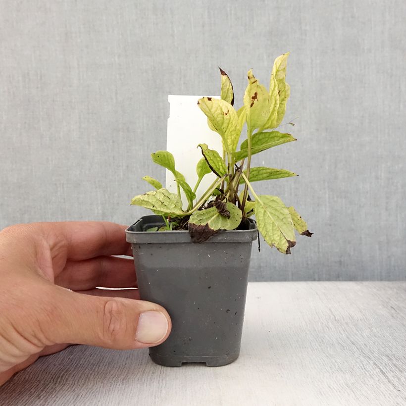 Amostra de Omphalodes verna Alba Vaso de 8/9 cm tal como entregue no verão