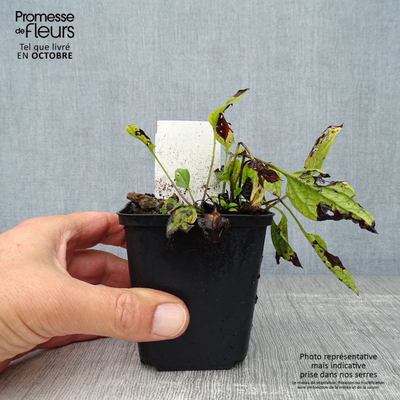 Amostra de Omphalodes verna Vaso de 8/9 cm tal como entregue no outono