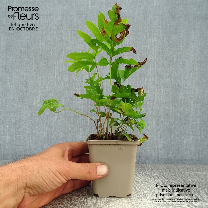 Amostra de Onoclea sensibilis Vaso de 8/9 cm tal como entregue no outono