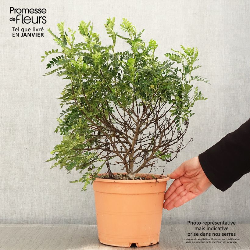 Amostra de Operculicarya decaryi - Faux-poivrier du Japon Vaso de 7,5 L/10 L tal como entregue no inverno