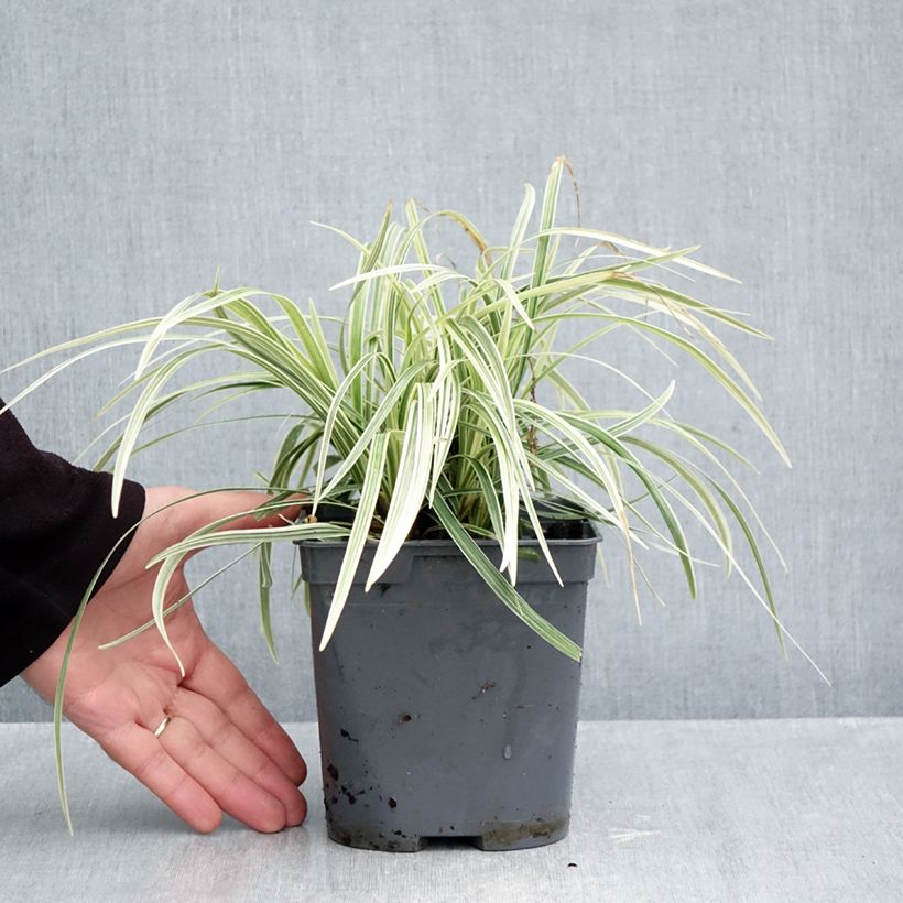 Amostra de Ophiopogon jaburan Albo Variegata - Mondo Vaso de 2 L/3 L tal como entregue no outono