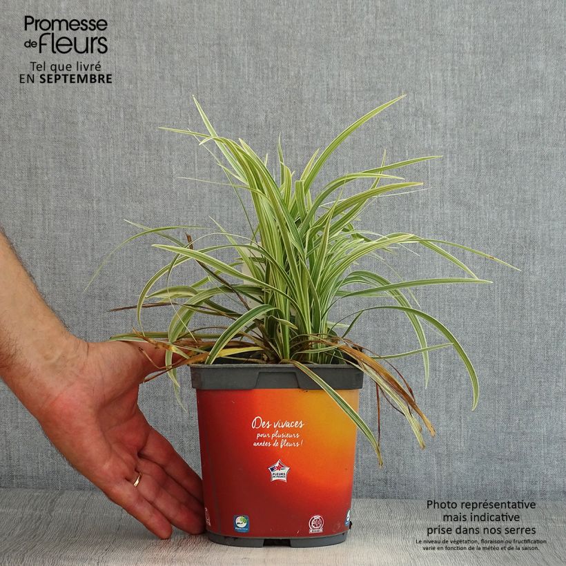 Amostra de Ophiopogon jaburan Albo Variegata - Mondo Vaso de 2 L/3 L tal como entregue no verão