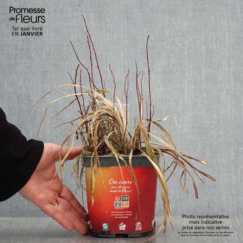 Amostra de Ophiopogon Albo variegata ou Albovariegatus Pot de 2L/3L tal como entregue no inverno