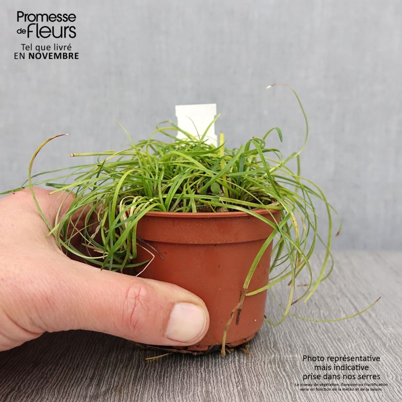 Amostra de Ophiopogon chingii Vaso de 8/9 cm tal como entregue no outono